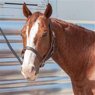 Classic Equine Harness Leather Halter