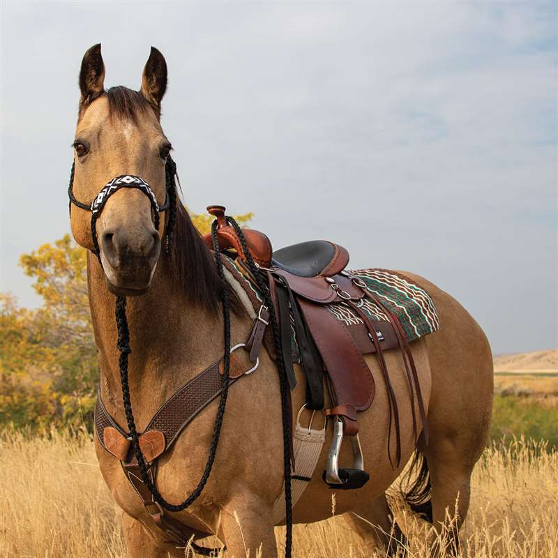 Cashel Beaded Flat Braid Halter and Leadrope