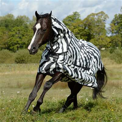 Zebra Sweet Itch