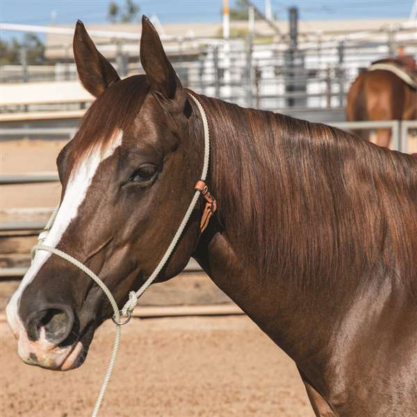 Halter Lariat Rope/Training