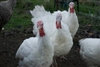 Michigan Turkey Producers Cooperative