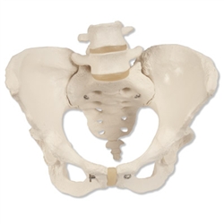 Vinyl Pelvic Model with Lumbar Vertebrae