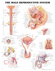 The Male Reproductive System Anatomical Chart