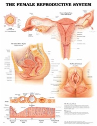 The Female Reproductive System Anatomical Chart