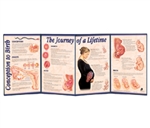 Conception to Birth Folding Display