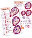 Growing a Baby Chart, English