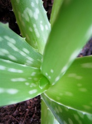 Aloe Vera Gel, Organic