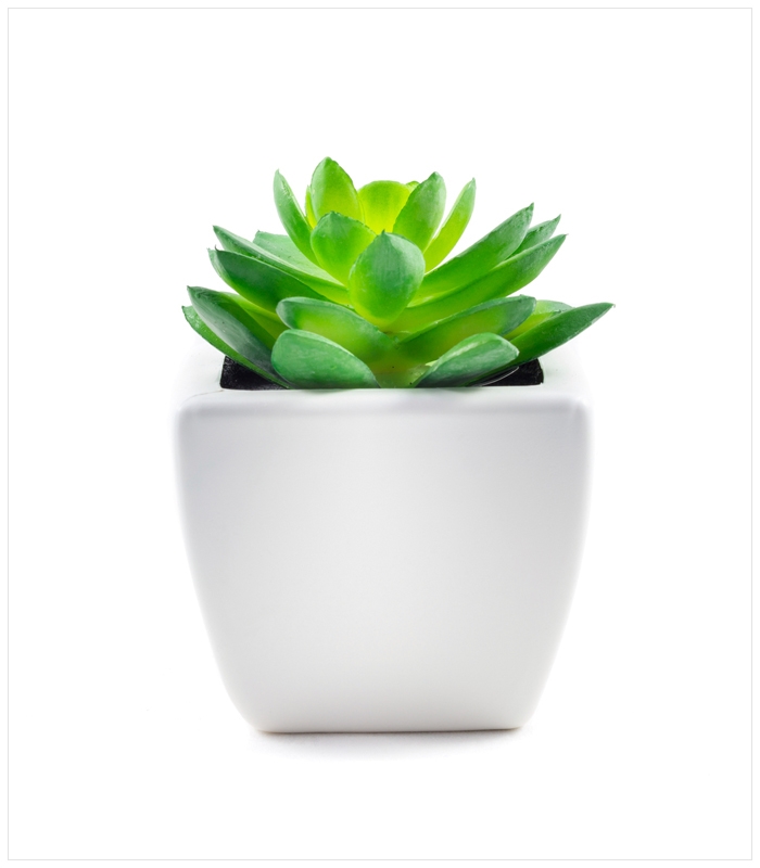 Succulent in White Pot