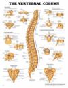 Vertebral Column Chart 20 w X 26 h