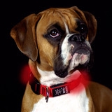 Nite Dawg LED Collar