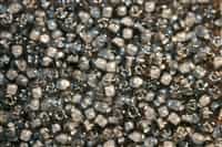 Miyuki 5/0 Triangle Beads 10 Grams 5TR1841 ICL Black/Grey