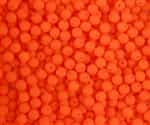 Neon Druk Beads 4mm: NT-BNOR - Neon Orange - 25 Beads