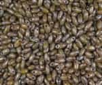 Lime Dark Tavertin Czech Rizo Seed  Beads - 8 Grams