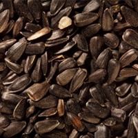 BLACK OIL SUNFLOWER SEED 20LB