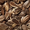 STRIPED SUNFLOWER SEED 50LB