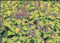 Anice Hyssop Agastache Foeniculum Golden Jubilee