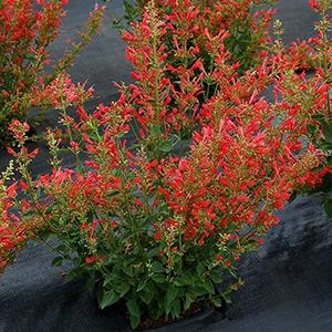 Agastache Hybrid 'Kudos Red' Hyssop