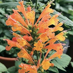 Agastache Hybrid 'Poquito Orange' Hyssop
