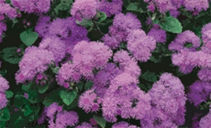 Ageratum