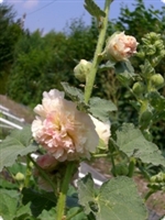 Hollyhock Chaters Salmon Pink