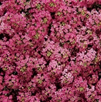 Alyssum