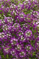 Sweet Alyssum Lobularia hybrid Dark Knight&#0153