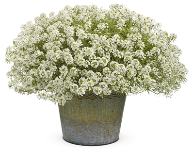 Alyssum Lobularia hybrid Frosty Knight&#0153