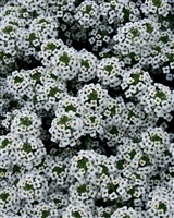 Alyssum Snow Princess&reg; Lobularia hybrid