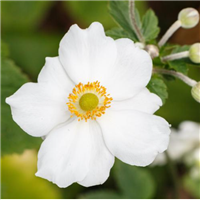 Anemone - Grecian Wind Flower