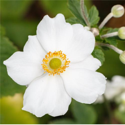 Anemone - Grecian Wind Flower