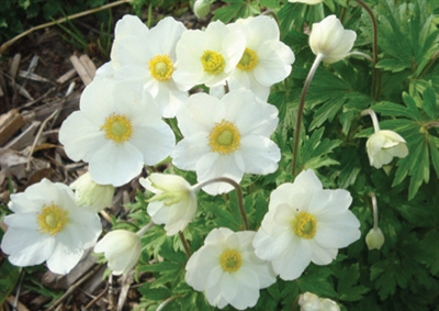 Anemone Sylvestris Pasqueflower