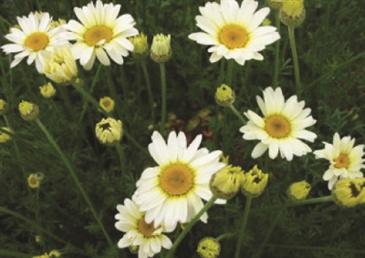 Anthemis Golden Marguerite Sauce Hollandaise