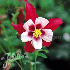 Aquilegia Hydrida 'Swan Red and White" Columbine