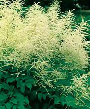 Goats Beard