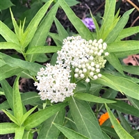 Asclepias Incarnata 'Ice Ballet' Swamp Milkweed