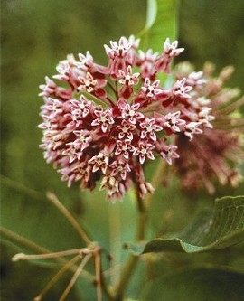 Prairie Milkweed