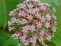 Asclepias syriaca Milkweed