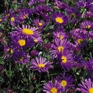 Aster Dark Beauty