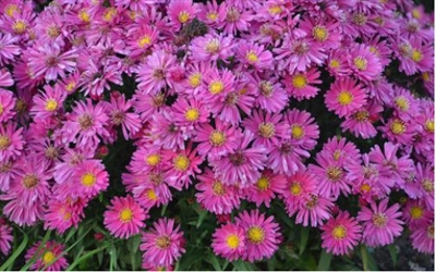 Aster "Kickin Carmine Red"