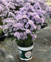 Aster "Kickin Lavender"