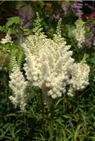 Astilbe arendsii 'Weisse Gloria'