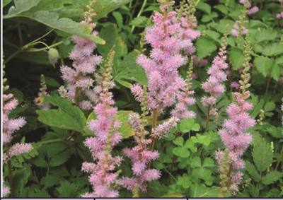 Astilbe False Spirea Pumila