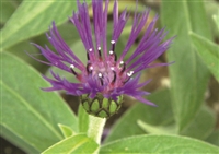 Bachelor Button Centaurea Montana