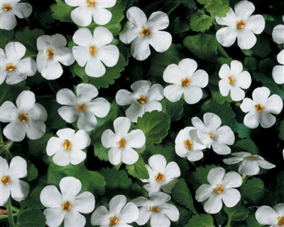 Bacopa Sutera Snowstorm&reg; Giant Snowflake&reg;