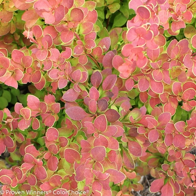 Barberry Sunjoy Tangelo Berberis thunbergii