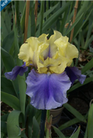 Bearded Iris germanica 'Edith Wolford'