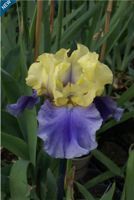 Bearded Iris germanica 'Edith Wolford'