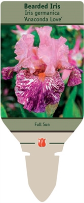 Bearded Iris germanica 'Anaconda Love'