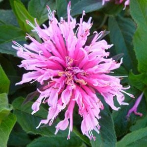 Bee Balm Monarda 'Balmy Pink'