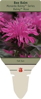 Bee Balm Monarda 'Balmy Rose'